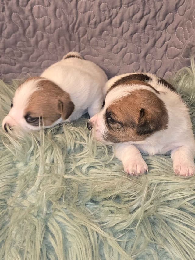 Russell Terrier Puppies media 4