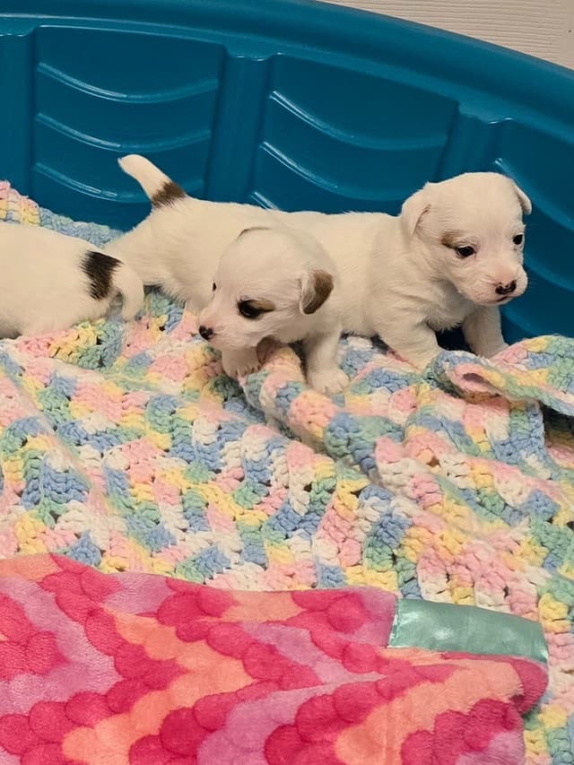 Russell Terrier Puppies media 5