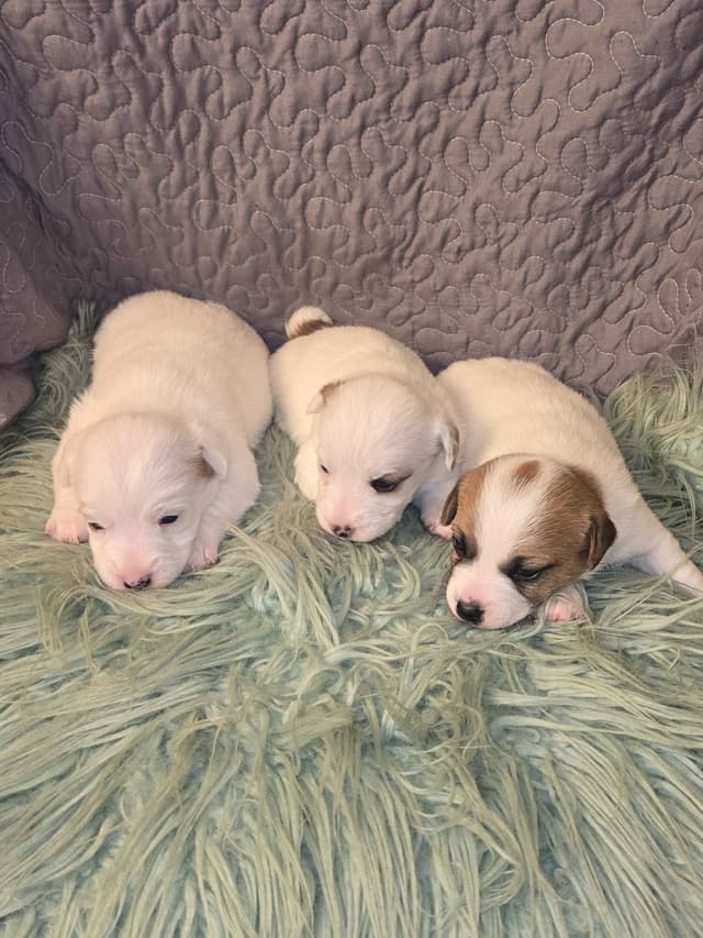 Russell Terrier Puppies media 6
