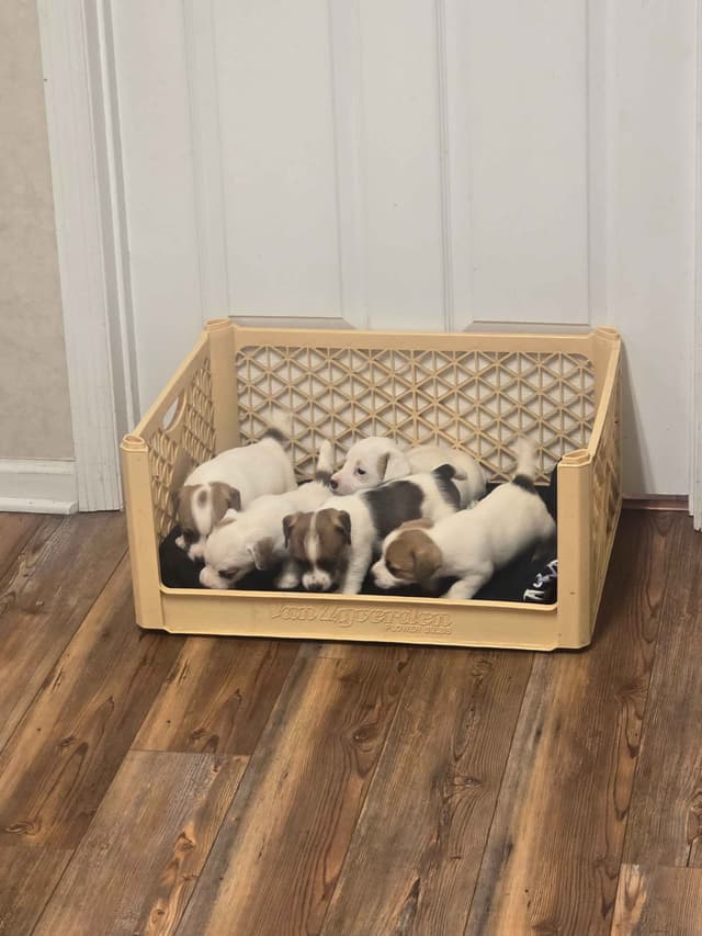 Russell Terrier Puppies media 7