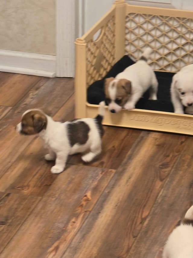Russell Terrier Puppies media 8