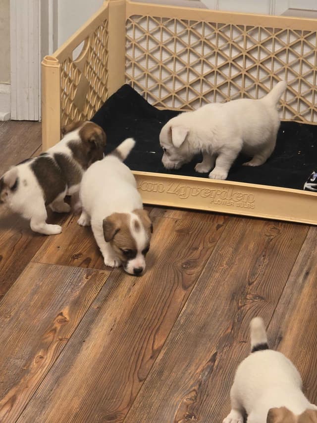Russell Terrier Puppies media 9