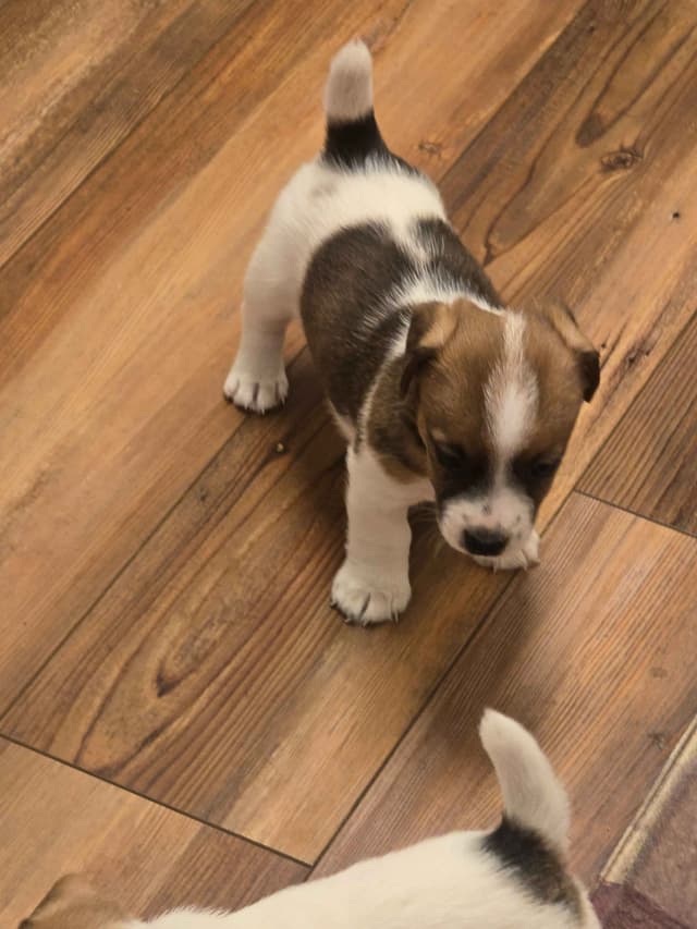 Russell Terrier Puppies media 10