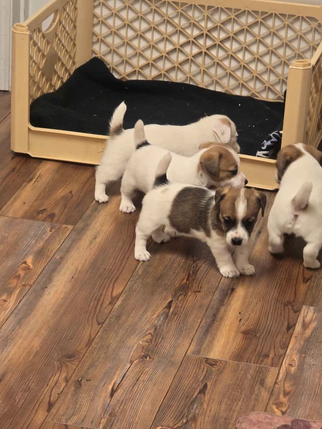 Russell Terrier Puppies media 11