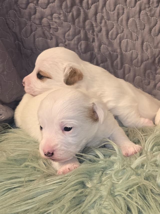 Russell Terrier Puppies media 12