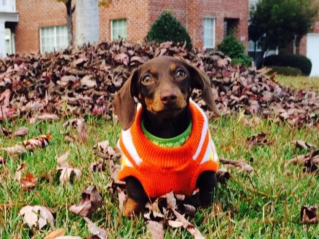 Chocolate and Tan Short Hair Female Dachshund Puppy breeder image 1