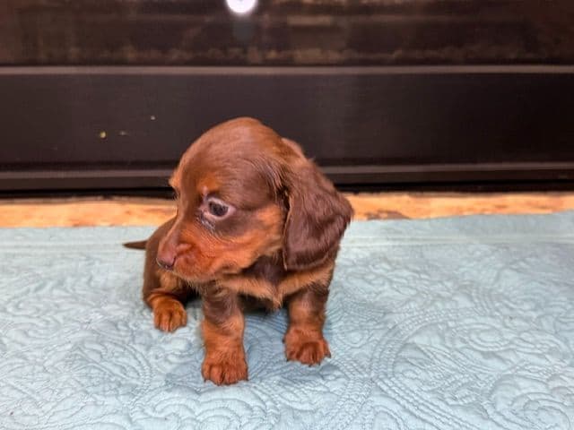 Chocolate and Tan Short Hair Female Dachshund Puppy media 2