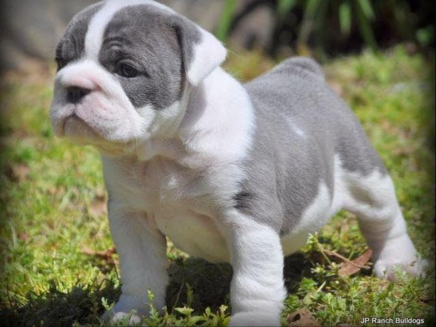 Boston Terrier Puppies breeder image 1
