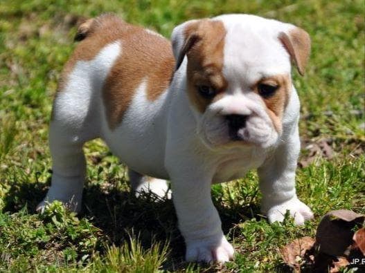 Boston Terrier Puppies breeder image 2