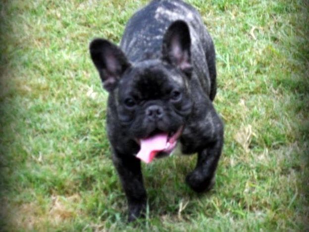 Boston Terrier Puppies breeder image 5