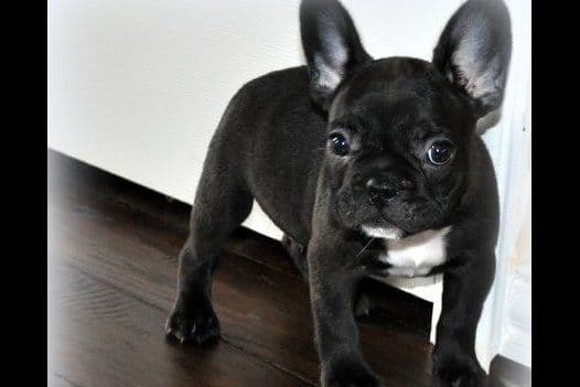 Boston Terrier Puppies breeder image 7