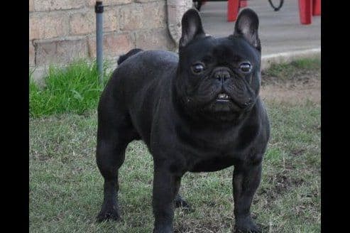 Boston Terrier Puppies breeder image 9