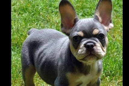 Boston Terrier Puppies breeder image 10