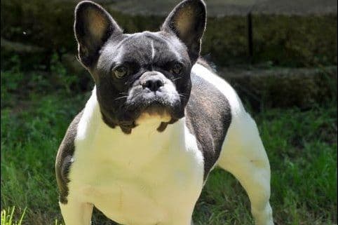 Boston Terrier Puppies breeder image 12