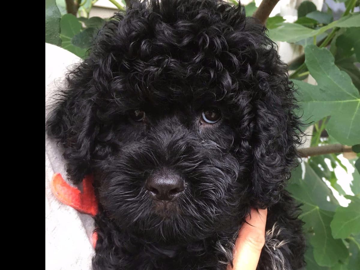 Portuguese Water Dog Puppies breeder image 4