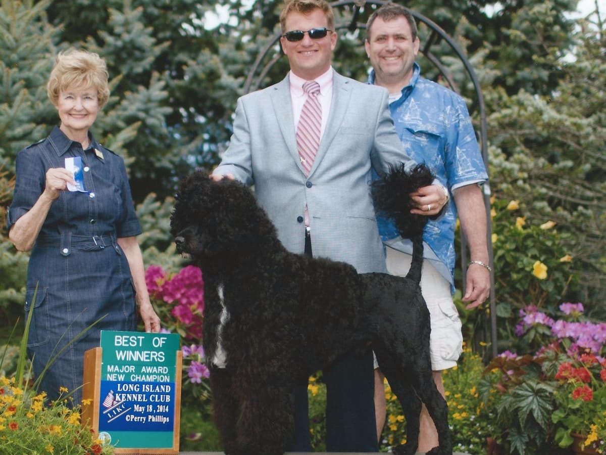 Portuguese Water Dog Puppies breeder image 5