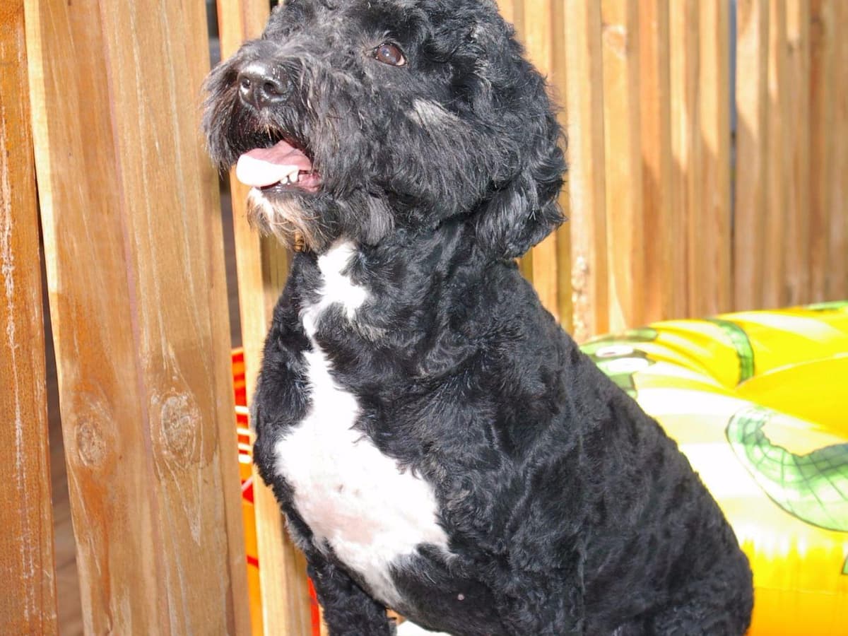 Portuguese Water Dog Puppies breeder image 7