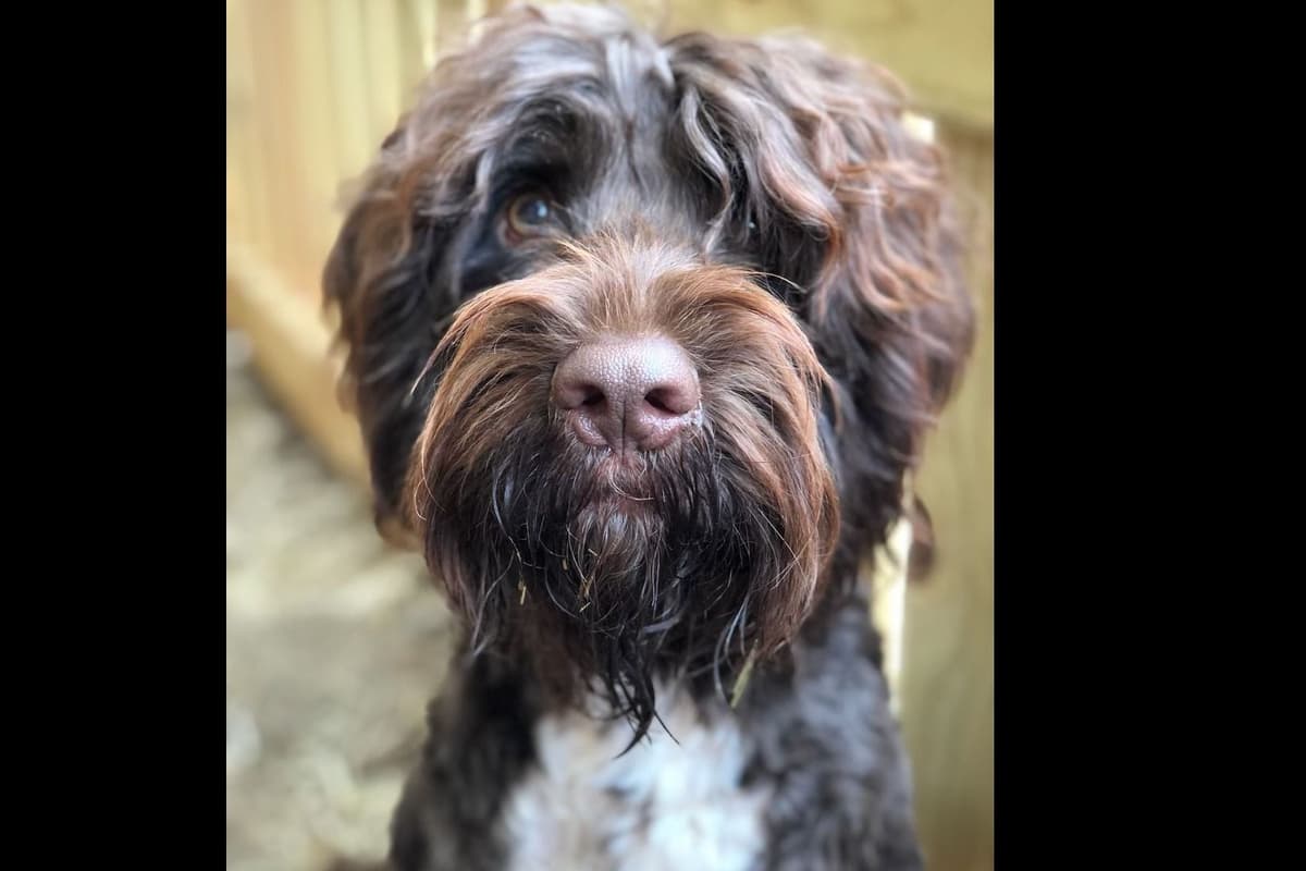 Portuguese Water Dog Puppies breeder image 10