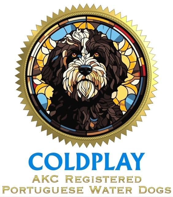 Portuguese Water Dog Puppies breeder image 11