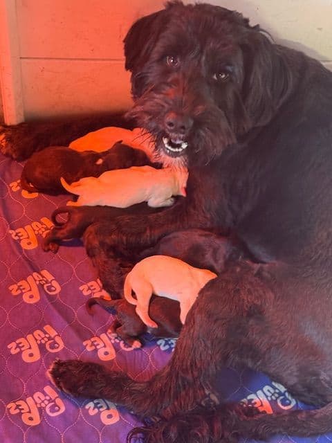 Portuguese Water Dog Puppies media 2
