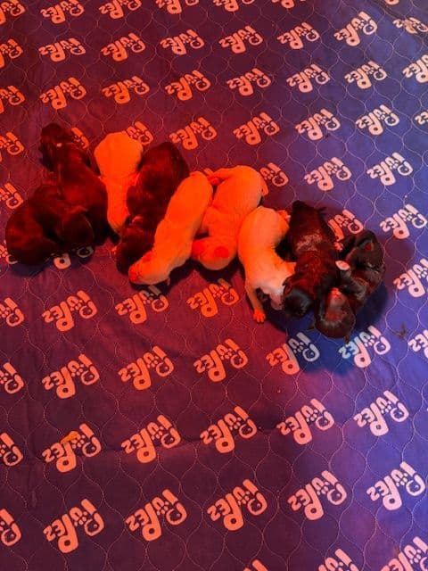 Portuguese Water Dog Puppies media 3