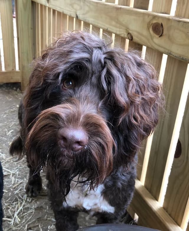Portuguese Water Dog Puppies media 4