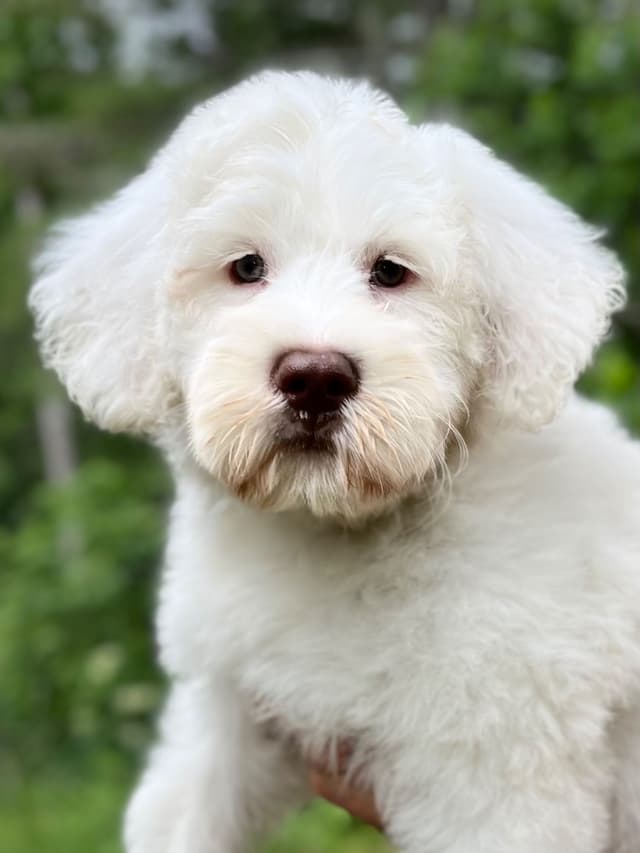 Portuguese Water Dog Puppies media 5