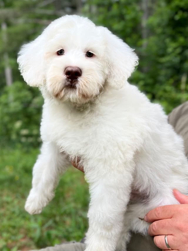 Portuguese Water Dog Puppies media 6