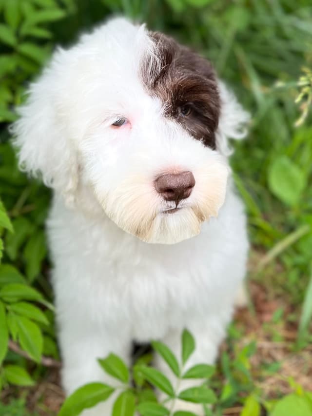 Portuguese Water Dog Puppies media 7