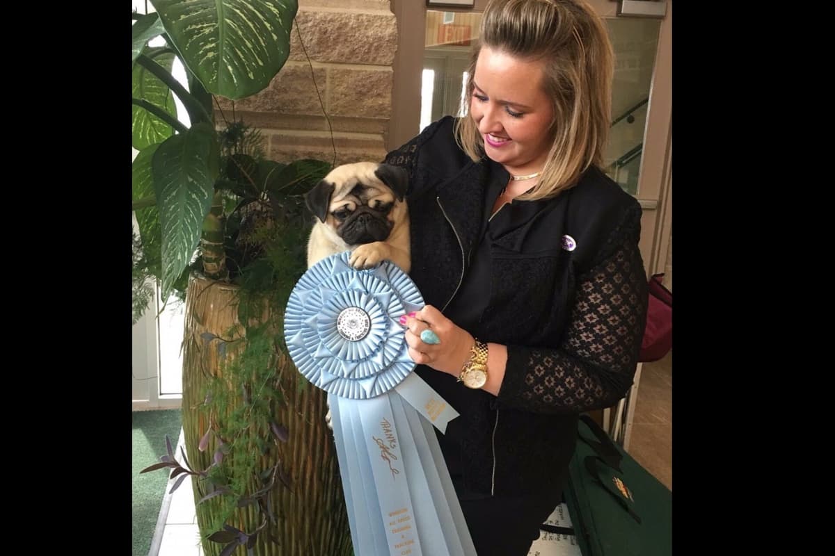 Pug Puppies breeder image 3