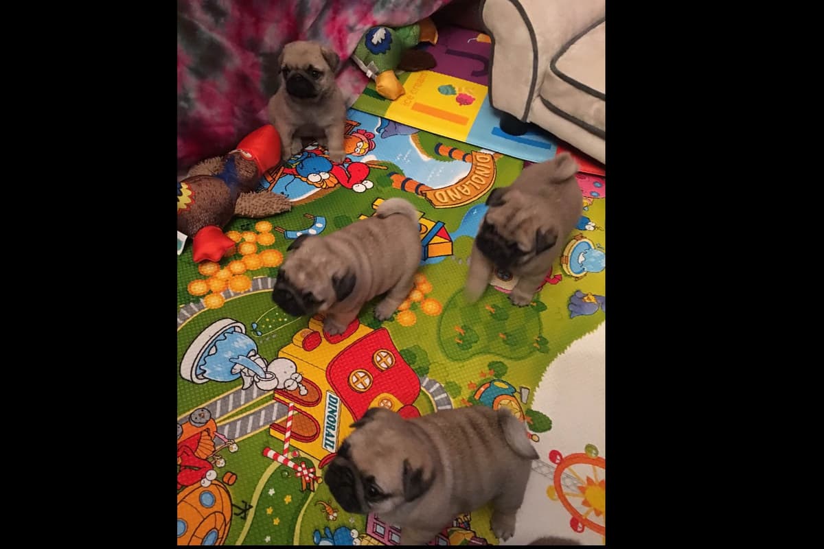 Pug Puppies breeder image 4