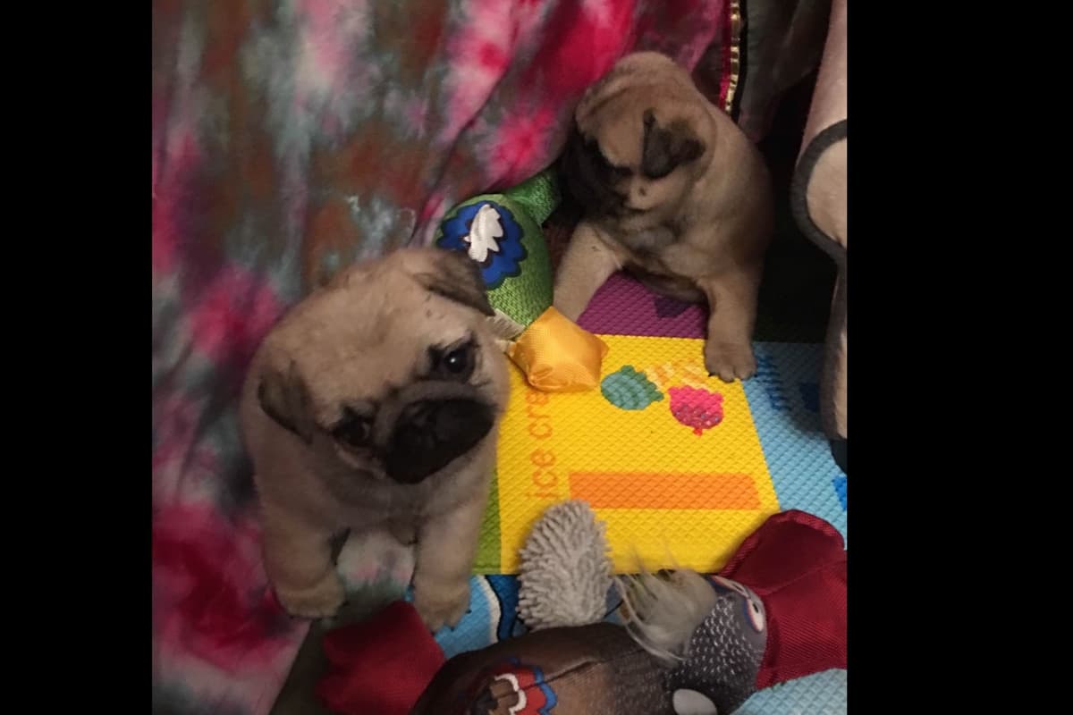 Pug Puppies breeder image 6