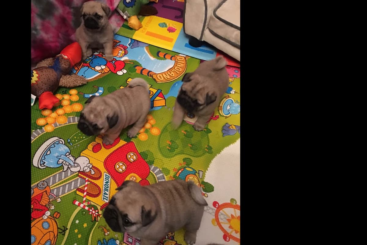 Pug Puppies breeder image 2