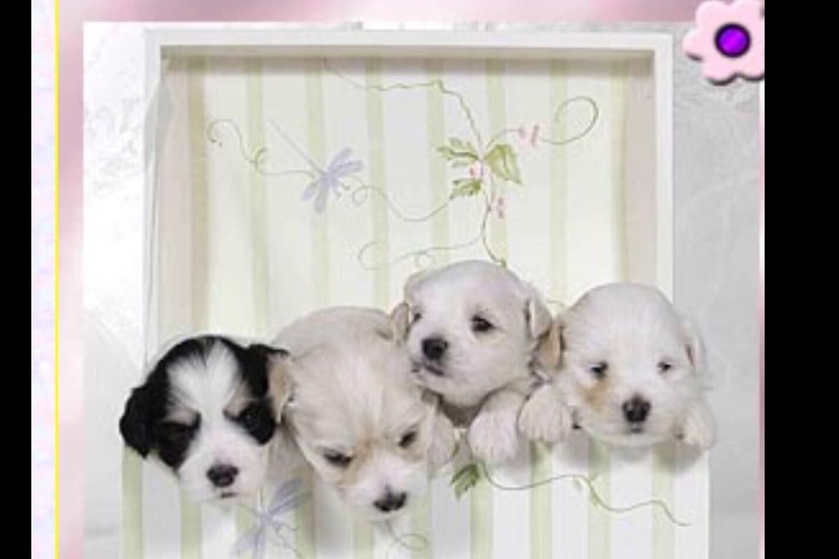 Pug Puppies breeder image 13