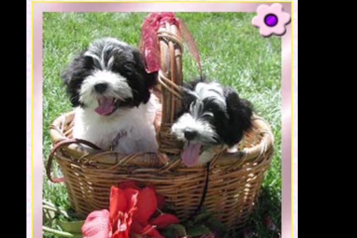 Pug Puppies breeder image 20