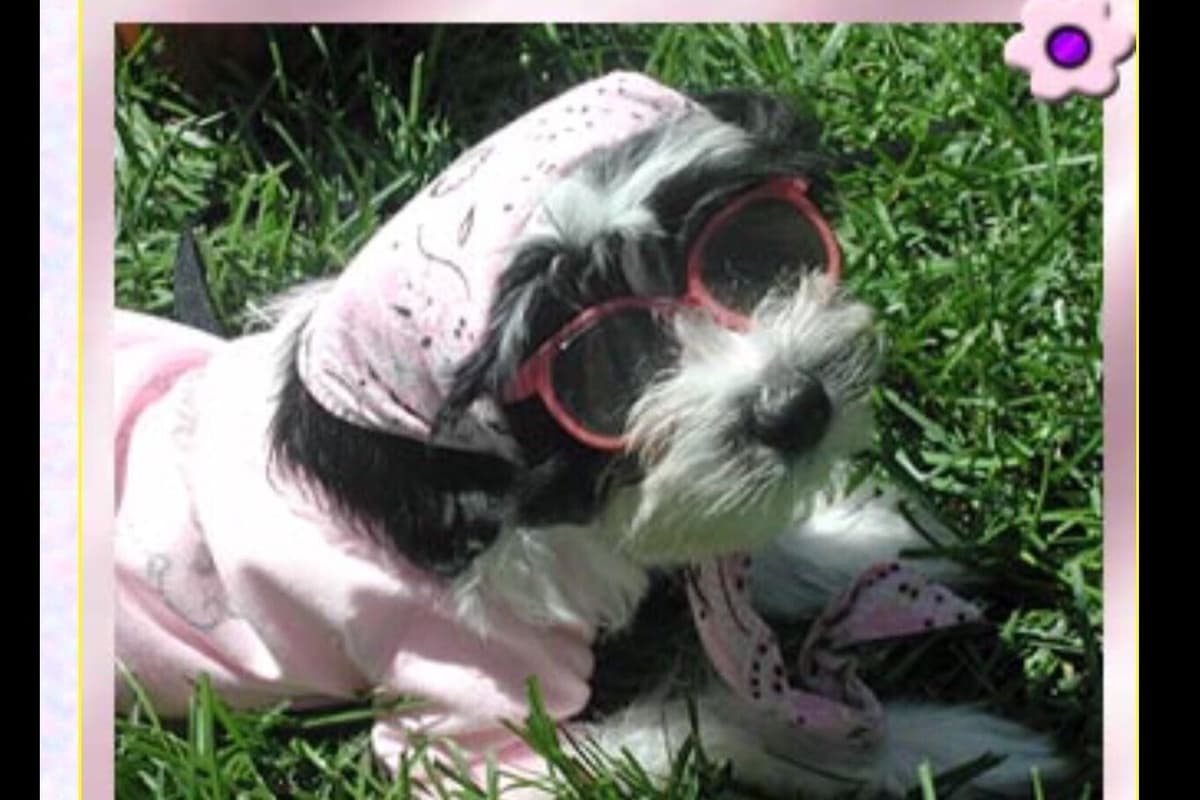 Pug Puppies breeder image 21