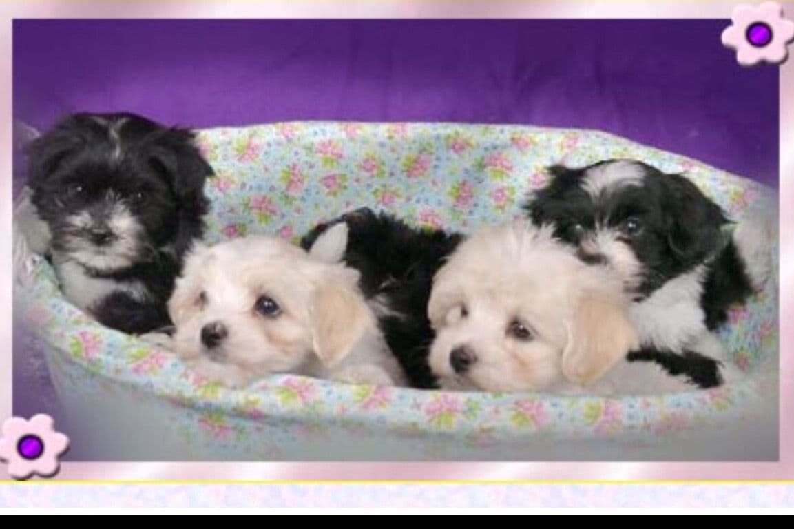 Pug Puppies breeder image 23