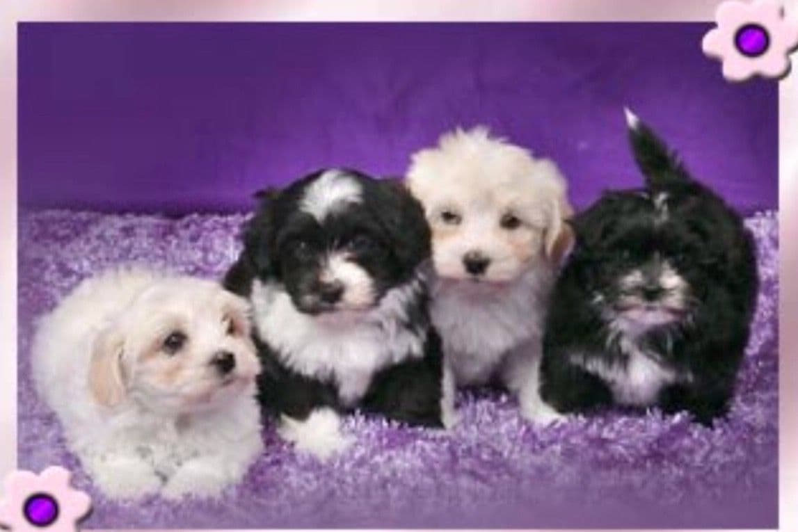 Pug Puppies breeder image 24