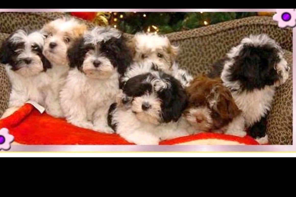 Pug Puppies breeder image 27