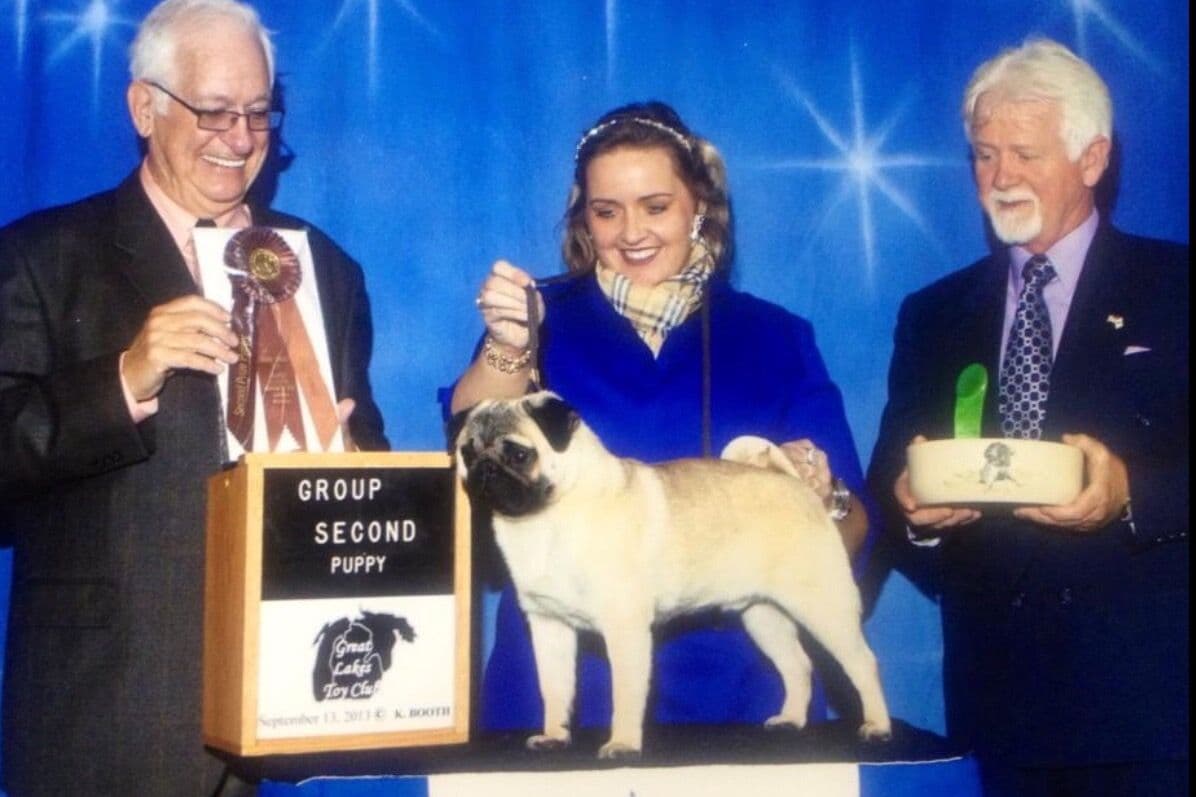 Pug Puppies breeder image 32
