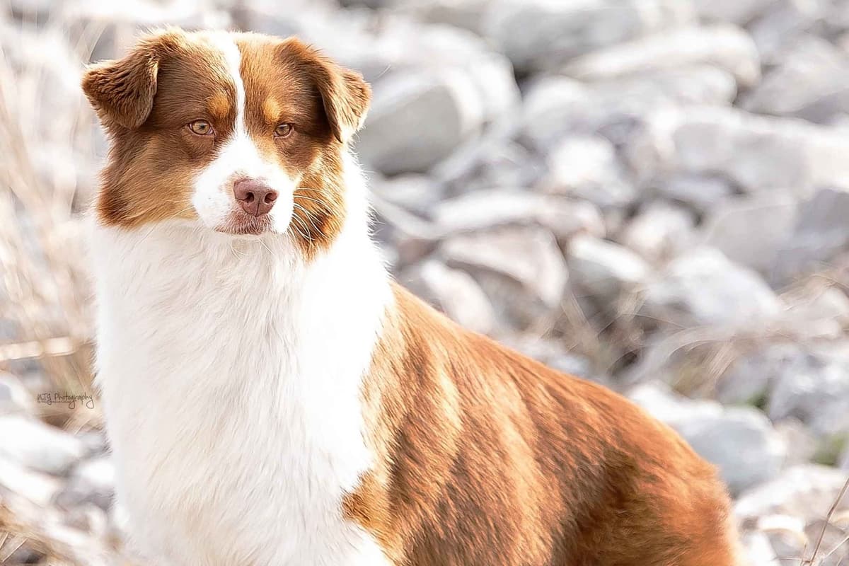 Australian Shepherd Puppies breeder image 8