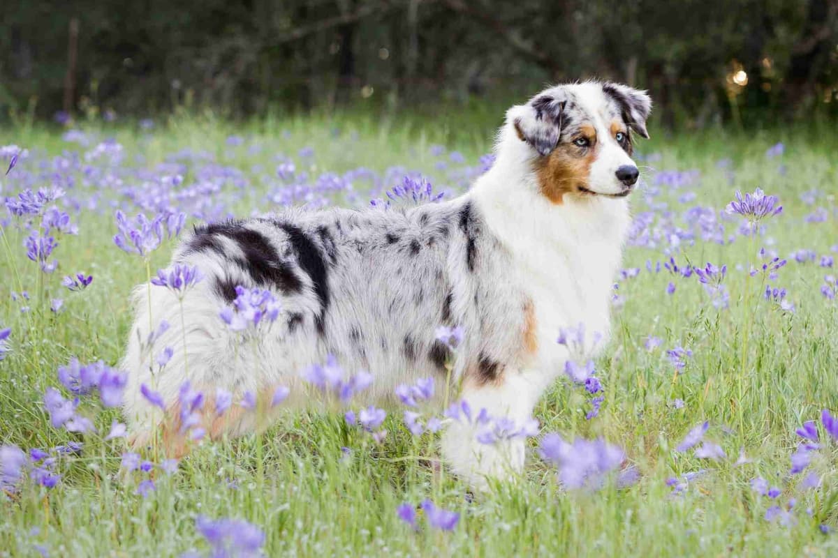Australian Shepherd Puppies breeder image 11