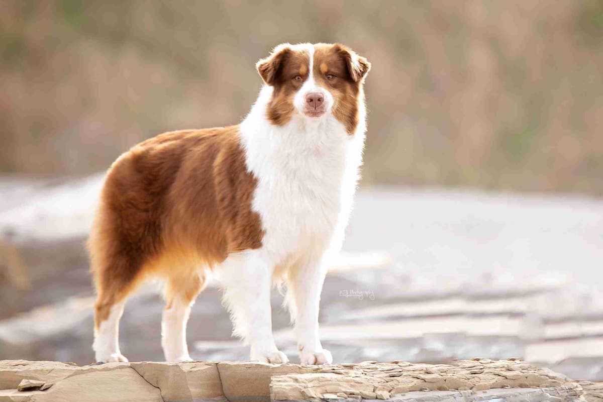 Australian Shepherd Puppies breeder image 9