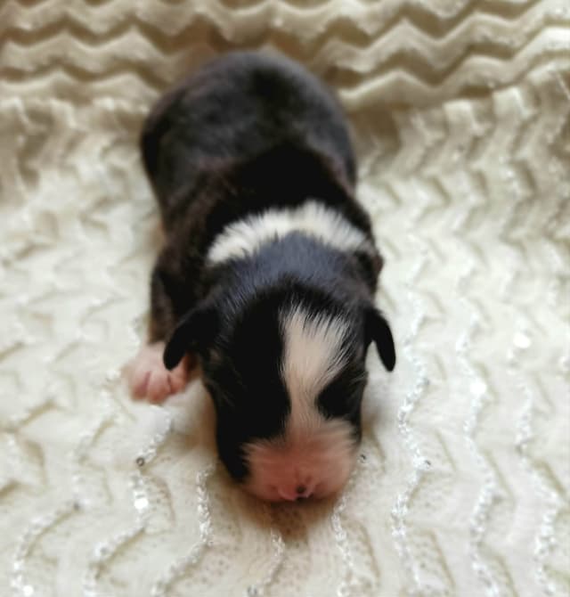 Australian Shepherd Puppies media 4