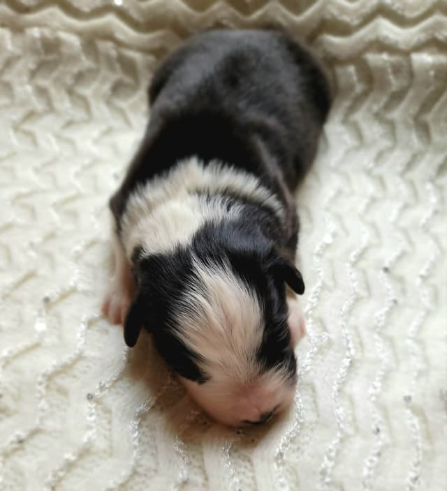 Australian Shepherd Puppies media 3