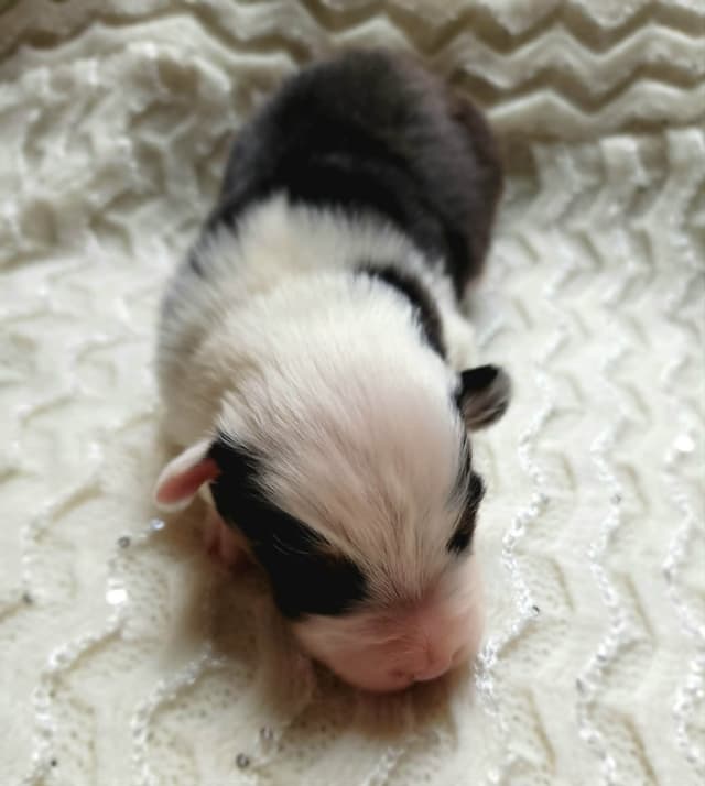 Australian Shepherd Puppies media 2