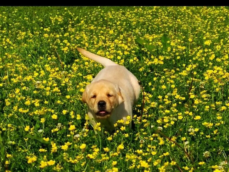 Labrador Retriever Puppies breeder image 1