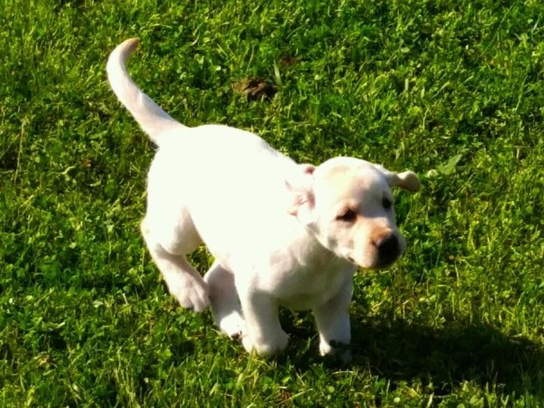 Labrador Retriever Puppies breeder image 5