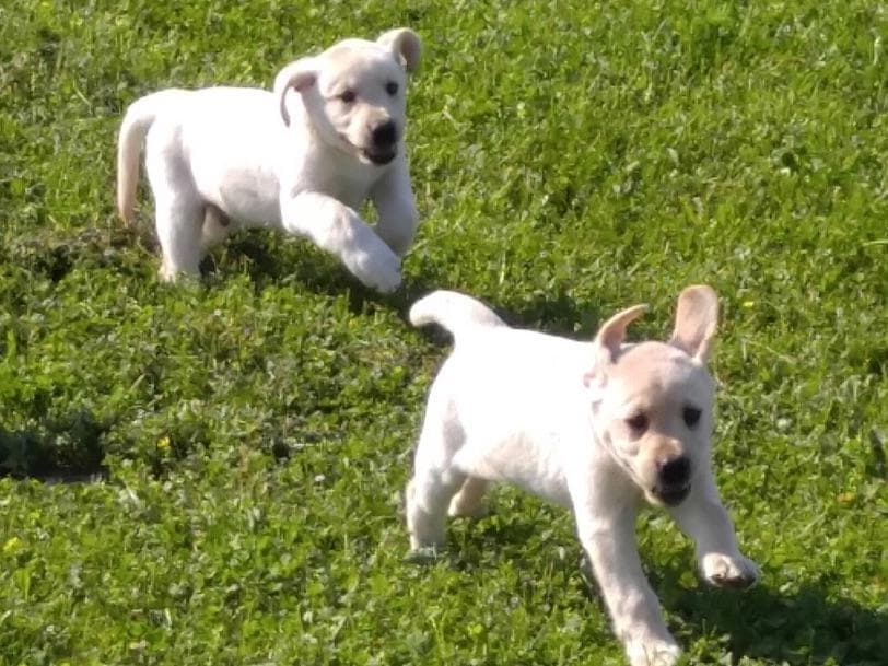 Labrador Retriever Puppies breeder image 6