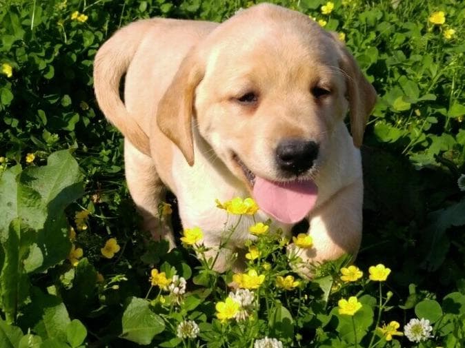 Labrador Retriever Puppies breeder image 7
